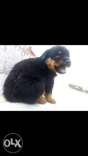 Pure breed 40days old 3female Rottweiler