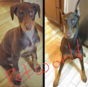 Pure breed doberman puppy available