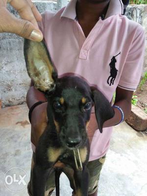 Pure doberman male puppy