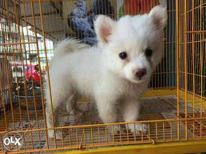 Pure white pomerian puppy