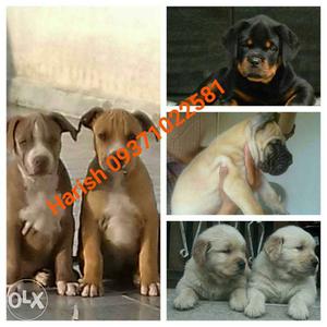 Quality Pitbull, Rottweiler, Golden Retriever Puppy