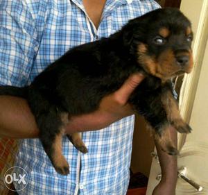 Quality good health heavy size Rottweiler pups