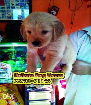 Ready Stock All Types Of Pups ~KOLKATA DOG HOUSE