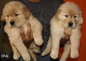 Ready Stock All types Of pups ~ KOLKATA DOG HOUSE