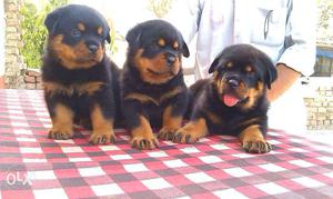Real ShowQuality Rottweiler Pups 4M Champion Bloodline At