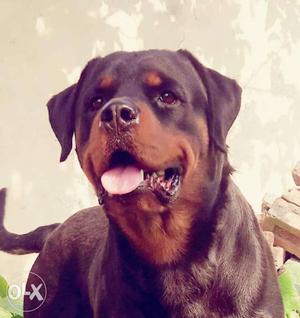 Rott male 2 year with kci paper& microchip