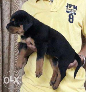 Rottweiler Female puppies available security