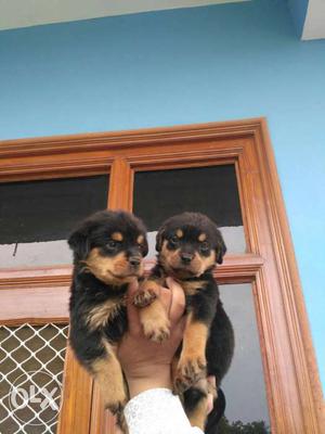 Rottweiler PUPPY s available to sale here