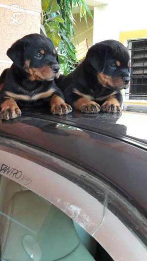 Rottweiler female avlb in  so contact fast