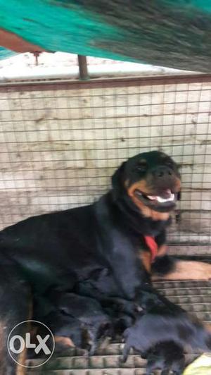 Rottweiler male and female top quality with