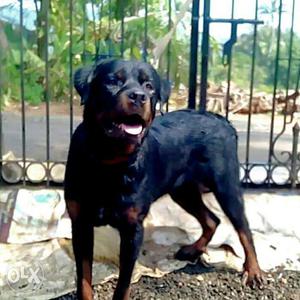 Rottweiler male for sale 16month old pepper&chip