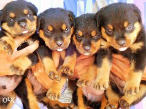 Rottweiler puppies-Champion Blood Line-30 days old