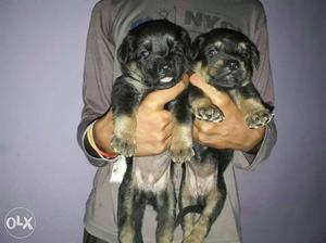Rottwieler pair available intrested people