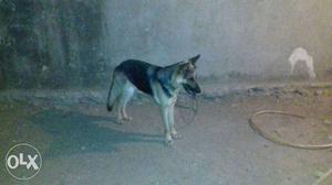 Sale and exchange German Shepherd female full friendly