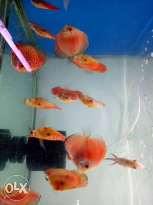 School Of Orange Discuss Fish