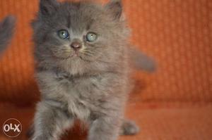 Semipunch persian kittens from good bloodline