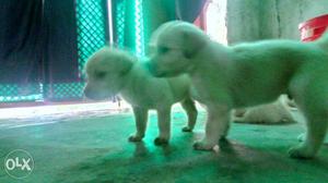 Seven Long-coated White Puppies