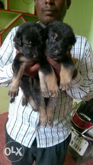 Shearped puppies for sale.27 days puppies 1 male