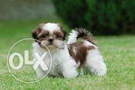 Shih tzu puppy play full and fully furry