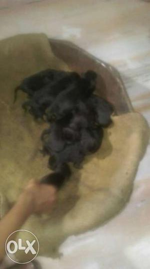 Short-coat Puppy Litter