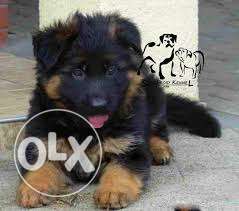 Show For Home GERMAN SHEPHERD Male puppies Available