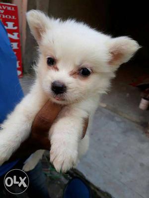 Show Quility Spitz Puppy Ready To Sell