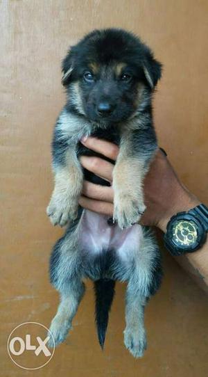 Show. qalty gsd lab pug. rott and all breeds pups