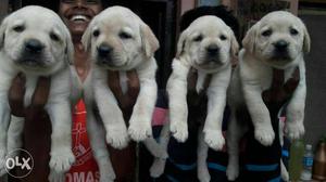 Show quality Labrador puppy available