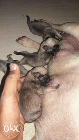 Show quality Pug puppies