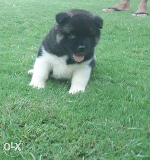 Show quality american akita puppy available