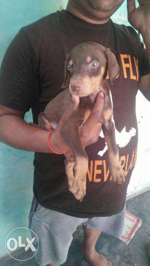 Show quality doberman puppies avilable suprime kennel