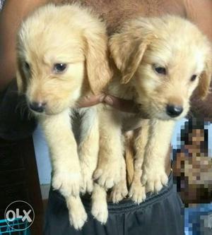 Show quality golden retriever puppies available