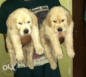 Show quality golden retriever puppy available