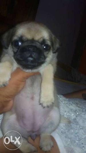Show quality pug female and male pup for sale.