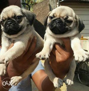 Show quality pug puppies male  female 