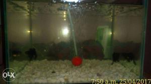 Small fish tank with filter