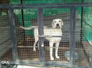 Snoopy The Adorable smiley, (Lab)