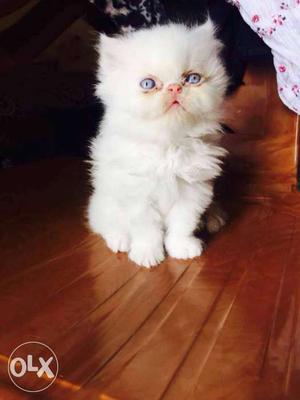 Snow white persian cat with sponge face only 4