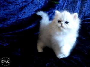 So Beautiful So Nice Persian Kittens & Cats For Sale. All