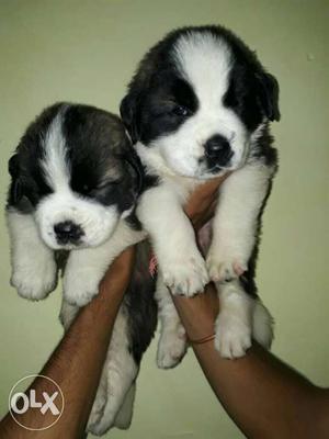 St barnard male n female for sale contact me for