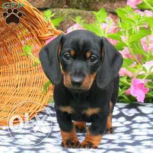 Super quality dachshund puppy on for sale