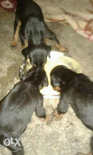 Super quality doberman puppies at very low price