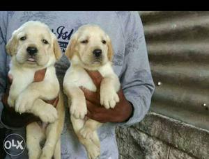Superb pure quality Labrador puppies available