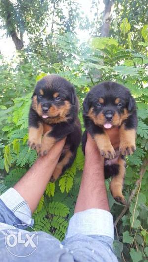 Superb quality rott male puppy for sale