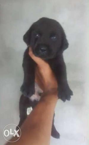 Sweetu cutu nd wow quality labrador puppies available