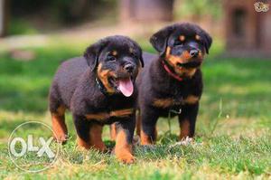 Tan-and-black Rottweiler Puppies
