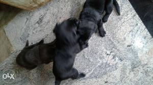 Three Black Labrador Retriever Puppies