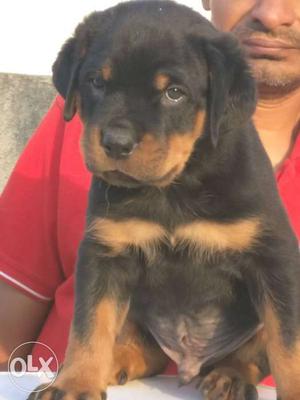 Three ROTT PUPPY for your home.