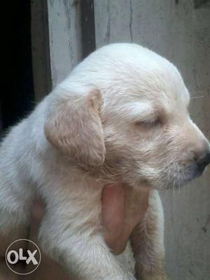 Tiwari kennel Labrador pups available for sale