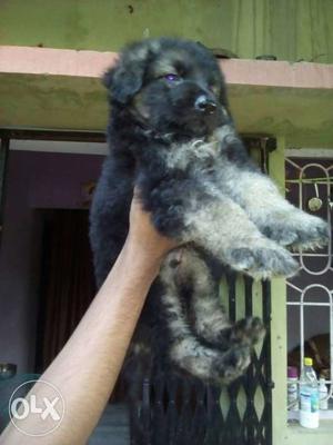 Tiwari kennel Top Breed GSD pups available Con
